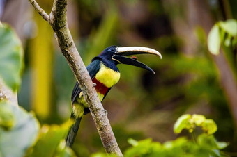 绿色aracari吃野生巨嘴鸟关闭肖像热带雨林丛林绿色aracari巨嘴鸟关闭肖像热带雨林丛林