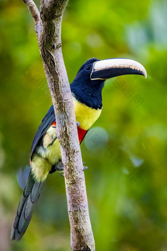 绿色aracari野生巨嘴鸟关闭肖像热带雨林丛林绿色aracari巨嘴鸟关闭肖像热带雨林丛林
