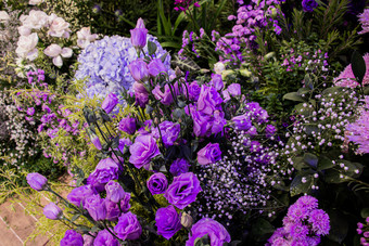 紫色的玫瑰花背景装饰庆祝的周年纪念日内部部门商店和购物选择焦点花瓣