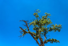 皇冠的老多枝的树的阳光对的蓝色的的天空尼泊尔