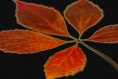 分支与明亮的红色的叶子黑色的背景拍摄特写镜头