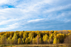 带森林与黄色的树对蓝色的天空与白色云俄罗斯
