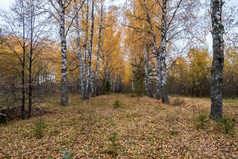 桦木小巷与黄色的叶子秋天多云的一天俄罗斯