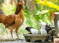 母鸡与它的婴儿小鸡回来花园