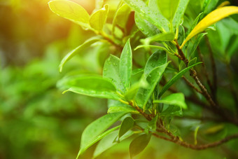 绿色叶背景自然设计纹理模式复制规范丰富背景美自然特写镜头三叶草一天直接以上新鲜完整的框架绿色颜色增<strong>长高</strong>角视图叶叶子自然人在户外模式植物植物部分多汁的植物宁静