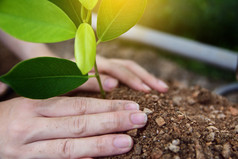 人是持有树幼苗他们的手准备树为种植和日益增长的