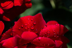盛开的美丽的色彩斑斓的玫瑰与水滴花瓣