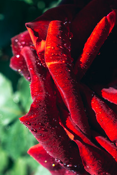 盛开的美丽的色彩斑斓的玫瑰与水滴花瓣