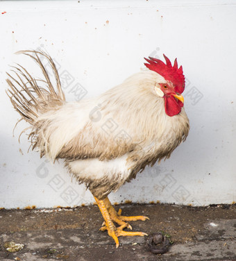 小鸡吃家禽附近母鸡农村院子里国内鸟成人黑色的母鸡与婴儿鸡户外妈妈。母鸡与婴儿鸡