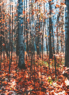 秋天森林景观黄色的叶子谎言的地面各种各样的植物
