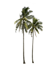 椰子树孤立的白色背景热带树孤立的使用为设计与剪裁路径