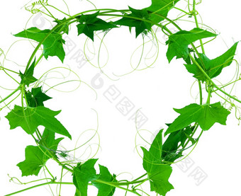 绿色叶子他来了植物隔离白色背景文件包含与剪裁路径