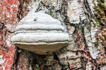 多孔菌蘑菇特写镜头的模糊的背景树皮病桦木多孔菌蘑菇特写镜头