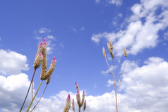 Celosia加拉加斯的鸡冠花自然对蓝色的天空背景