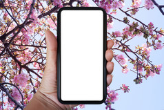 特写镜头手持有电话垂直使用聪明的电话对樱花花和天空背景:复制空间