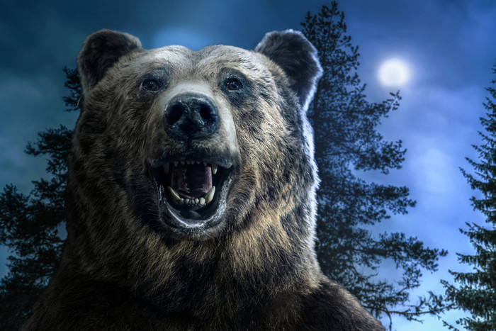 棕色（的）灰熊熊头的森林咆哮的熊与开放口月亮光和树的背景