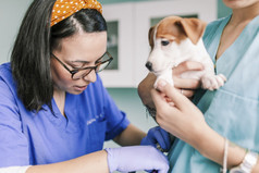 兽医与狗为审查的诊所