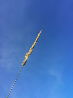 蓝色的天空野生草