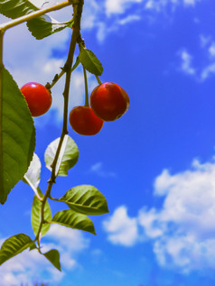 蓝色的天空红色的樱桃浆果