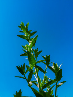 绿色草蓝色的天空