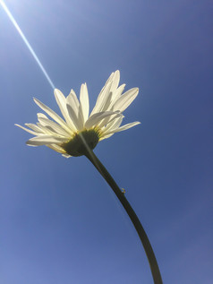 美夏天摘要环境背景与开花黛西花和太阳梁美夏天摘要环境背景与黛西花