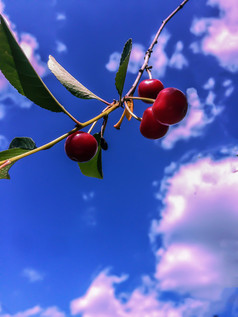 红色的浆果甜蜜的樱桃分支的背景蓝色的天空与白色云红色的樱桃浆果分支蓝色的天空与白色云