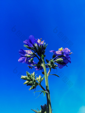 深蓝色的开花森林花的清晰的蓝色的天空深蓝色的花的清晰的蓝色的天空