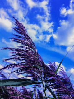的开花沼泽草野生植物与长茎模糊背景蓝色的天空和多风的天气野生植物与长茎模糊背景蓝色的天空与白色云和多风的天气