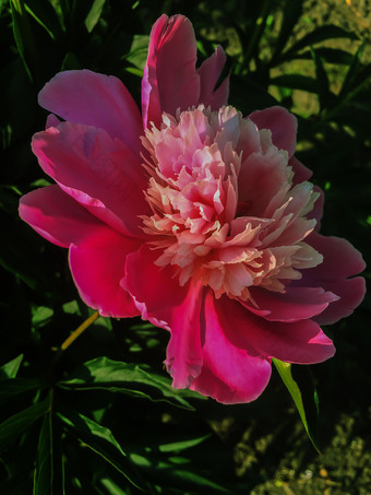 粉红色的花牡丹开花背景粉红色的牡丹牡丹花园花园花开花红色的牡丹自然绿色背景