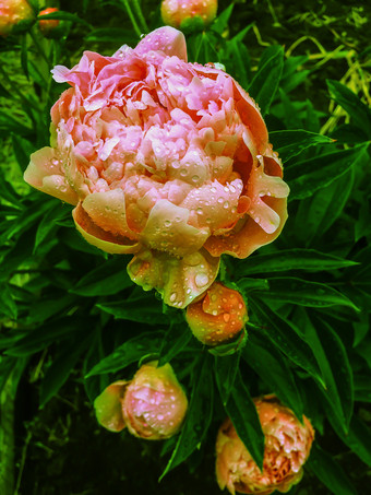 盛开的光粉红色的牡丹的花园后的雨精致的桃子牡丹特写镜头哪花园植物景观设计花园花开花粉红色的牡丹后雨