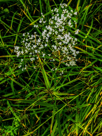 白色草花和绿色背景小白色花场美丽的背景白色野花草场绿色模糊背景开花白色野花与绿色草背景