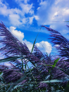 夏天景观与草地覆盖与莎草和绿色草对多云的天空多风的一天绿色草沼泽莎草蓝色的天空背景