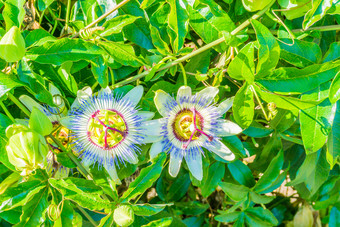 两个激情花激情花植物白色蓝色的颜色