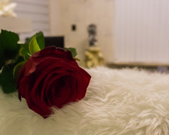特写镜头宏红色的玫瑰铺设生活房间为情人节一天情人节惊喜爱和升值