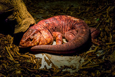睡觉红色的tengu美丽的大热带爬行动物宠物从美国