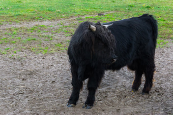 少年黑色的多毛的高地牛年轻的牛