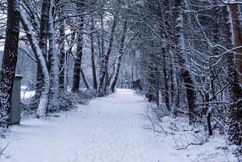 荷兰冬天<strong>森林</strong>景观<strong>森林</strong>路和树覆盖白色雪雪天气欧洲景观风景的<strong>森林</strong>