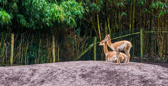 两个骆马在一起小羊驼specie相关的的羊驼和骆驼家庭动物从的安第斯山脉秘鲁