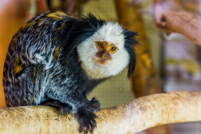 特写镜头白色领导绒猴热带猴子从巴西受欢迎的异国情调的宠物