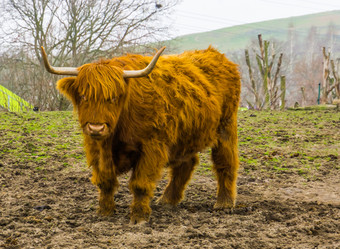 棕色（的）高地牛受欢迎的驯养的农场动物苏格兰牛