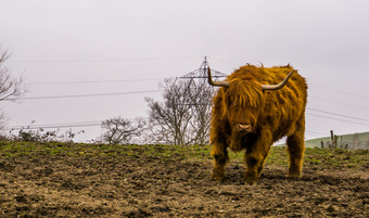 角高地牛站的牧场苏格兰牛肖像受欢迎的农场动物