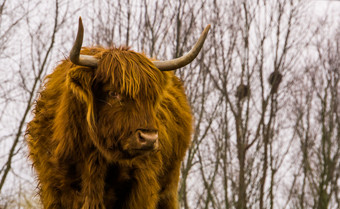 特写镜头的脸高地牛苏格兰牛受欢迎的驯养的农场动物