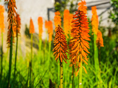 红色的热扑克花头宏特写镜头受欢迎的观赏花园花热带植物specie