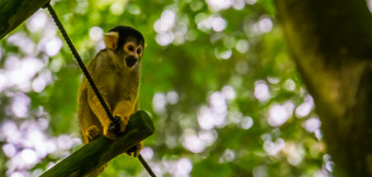 肖像松鼠猴子可爱的小猴子热带灵长类动物specie从的亚马逊盆地美国