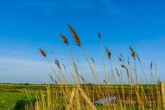 高草与蓝色的天空的沙克卢圩田托伦自然风景泽兰的荷兰