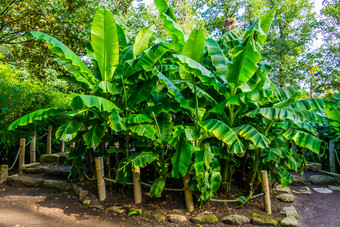 许多香蕉植物热带花园自然和园艺背景