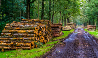 树树干桩与泥泞的森林路的利斯博斯布雷达的荷兰