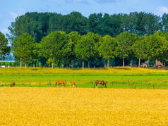 美丽的国家一边风景与马放牧的牧场waterlandkerkje泽兰的荷兰