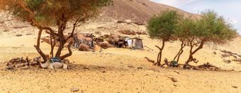 贝都因人村的努比亚人的沙漠撒哈拉沙漠埃及贝都因人村的努比亚人的沙漠撒哈拉沙漠埃及