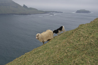 白色羊与发现了羊肉的山腰的<strong>变幻</strong>莫测岛的法罗岛屿与的大西洋海洋的背景